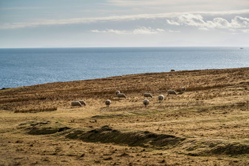 Landscapes and sheeps from Scotland