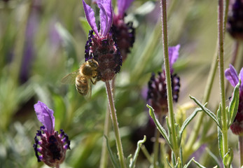 honey bee feeding on lavender