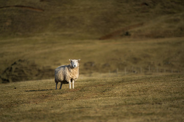 Landscapes and sheeps from Scotland