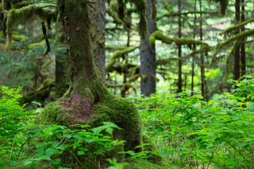 A moss covered tree growing out of an old stump in the forest 