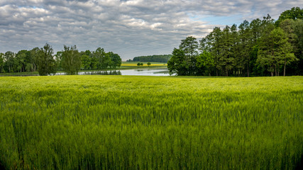 poranek nad stawem © Franciszek