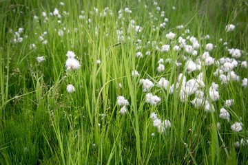 field of flowering cotton grass found in Alaska