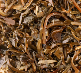 Seaweed close-up, background. The view from top