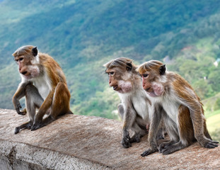 Fototapeta premium A group of sri lankan monkeys