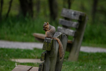 CHAGRIN RIVER PARK PHOTO OF A SQUIRREL 