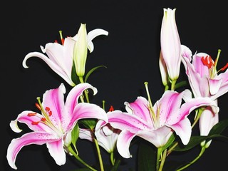 Close-up Of Lily Growing On Plant