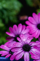 Obraz premium Purple flowers with rain drops. Close up macro photography of nature. Colorful purple flowers. Nature of New York, in Central Park.