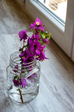 Beautiful branch with violet flowers in a transparent vintage jug on the windowsill