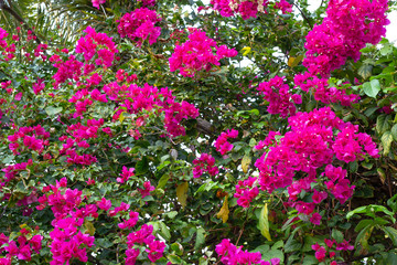 tropical bougainvillea flowers