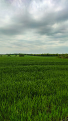 Fototapeta premium Agriculture field landscape in the spring season