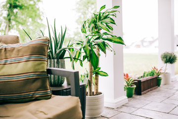 small piece of the back patio with a temporary wall of potted plants with a bohemian feel