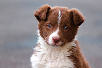 beutifull brown border collie puppy. Adorable head short portrait.
