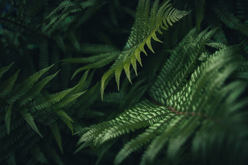 green fern leaves