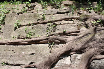 Tree roots growing in stones. Power of Life. Beautiful texture for a computer game