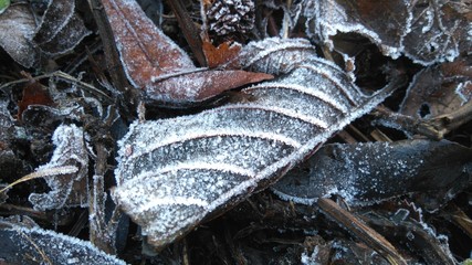frost covered leaves
