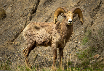 Naklejka premium Big Horn Ram's grazing in the canyon