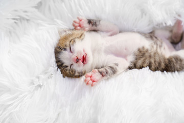 view top small newborn kitten lying on his back on a white fluffy blanket. Pets