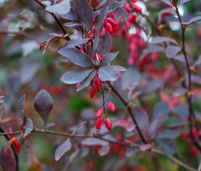 red berries of a tree