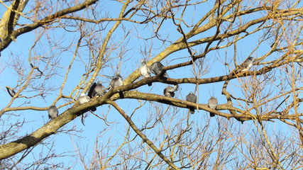 pigeons on a tree branch