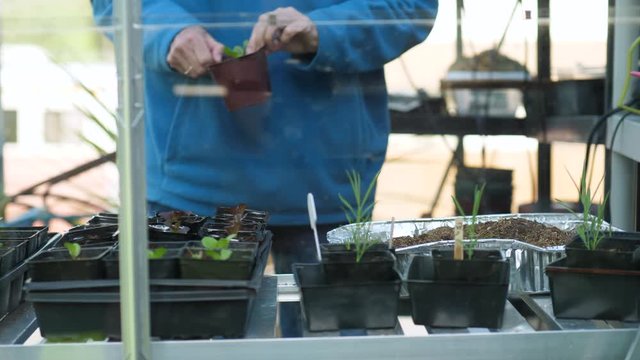 Elderly gardener placing seedling pot in a row of other vegetable seedlings and waters the plants while standing in her greenhouse. Slow motion slider shot of organic gardening.