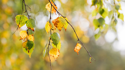 Birch branch with colorful autumn leaves on a light blurred background