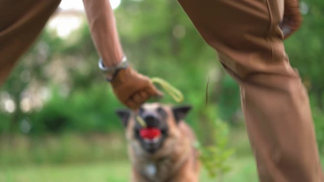 A Young Belgian Malinois Aggressively Nibbles On A Red Ball Held By Her Trainer. Aggressive Dog Is Trained Using A Toy. Dog Training Concept Video