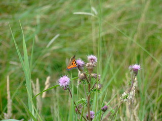 red admiral butterfly on a thistle