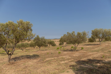 Olive trees in Greece