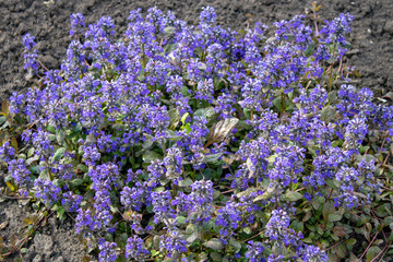 Flowerbed with fluffy purple spring flowers.