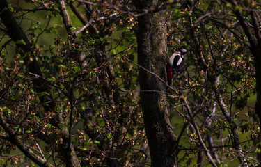 Great spotted woodpecker on a tree.