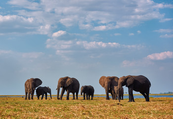 Naklejka na ściany i meble Group of african lephants (Loxodonta africana) walking