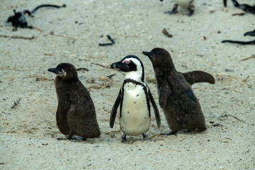 Naklejka premium young penguin chicks learn adult life on family beach