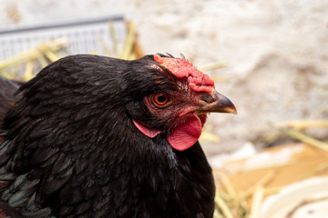 Black chicken in the barn. Portrait of a chicken close up in profile