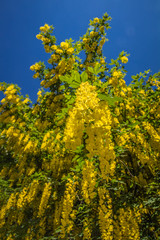Naklejka premium The Common laburnum (Laburnum anagyroides) blooming