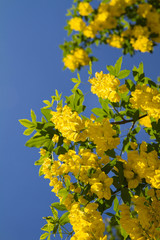 Obraz premium The Common laburnum (Laburnum anagyroides) blooming