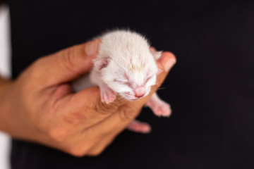 Beautiful newborn white cat held in the hand of a man dressed in black.
