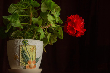 Beautiful red blooming geranium with green leaves on a black background