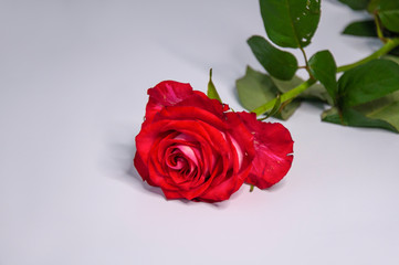 Beautiful red rose on a light background. Copy space for text