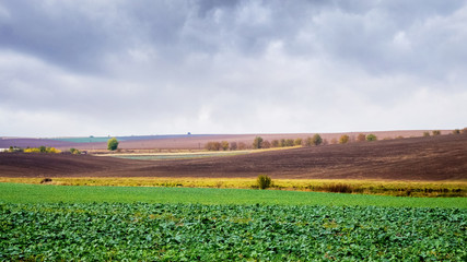 Fototapeta na wymiar Farm field with green vegetation in the fall