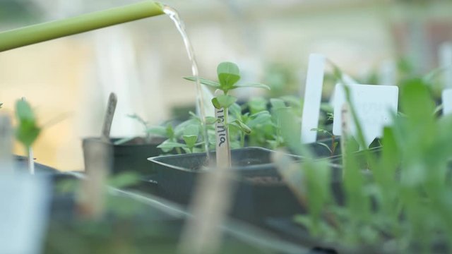 Poring water on a zinnia seedling with a green watering can in the greenhouse. Slow motion plant care.  