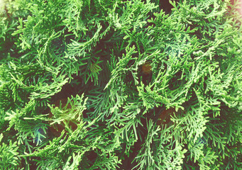 Lush green thuja branches background
