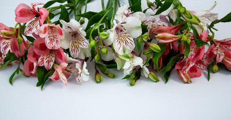 Alstroemeria flowers on a white background with copy space
