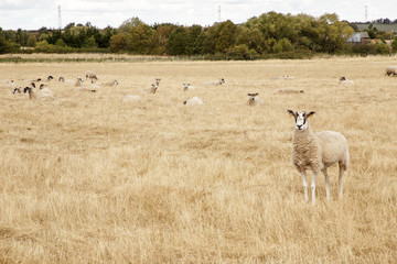 sheep in a field