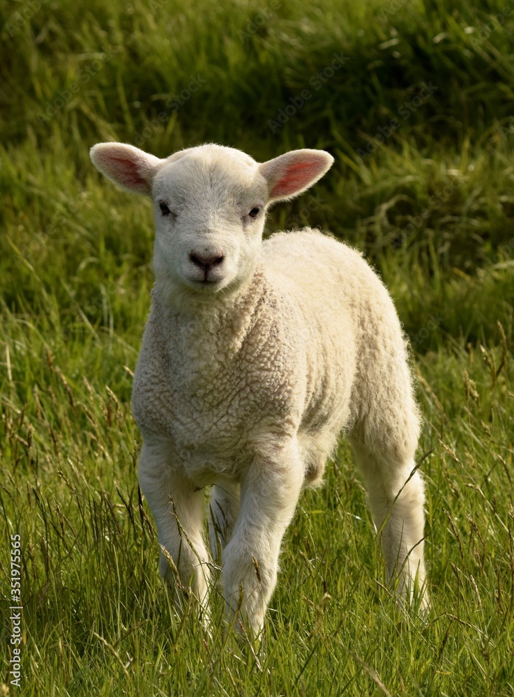 Wall mural lamb baby in the field