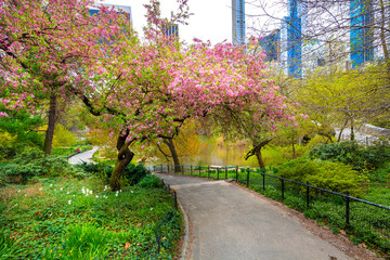 Central Park, Manhattan, New York City in spring - 351975503