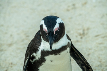 spectacled penguin walks around and carefully inspects his beach