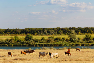 Fototapeta na wymiar Cows graze in the steppe. Cows in the pasture. Landscape Russia, Saratov Region, Bolshoy Irgiz.