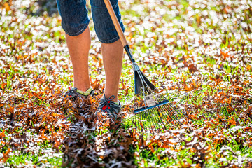 Person homeowner man in shorts in garden yard backyard raking dry autumn foliage oak leaves standing with rake in fall sunny sunlight