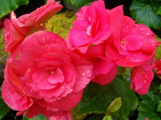雨上がりの花