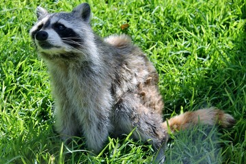 Obraz premium Racoon